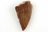 Serrated, Raptor Tooth - Real Dinosaur Tooth #200285-1